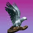 dove pursuing